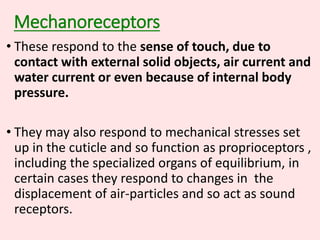 Mechanoreceptors
• These respond to the sense of touch, due to
contact with external solid objects, air current and
water current or even because of internal body
pressure.
• They may also respond to mechanical stresses set
up in the cuticle and so function as proprioceptors ,
including the specialized organs of equilibrium, in
certain cases they respond to changes in the
displacement of air-particles and so act as sound
receptors.
 