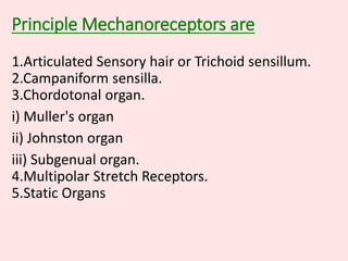 Principle Mechanoreceptors are
1.Articulated Sensory hair or Trichoid sensillum.
2.Campaniform sensilla.
3.Chordotonal organ.
i) Muller's organ
ii) Johnston organ
iii) Subgenual organ.
4.Multipolar Stretch Receptors.
5.Static Organs
 