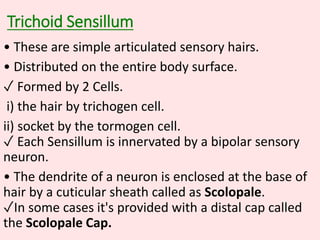 Trichoid Sensillum
• These are simple articulated sensory hairs.
• Distributed on the entire body surface.
✓ Formed by 2 Cells.
i) the hair by trichogen cell.
ii) socket by the tormogen cell.
✓ Each Sensillum is innervated by a bipolar sensory
neuron.
• The dendrite of a neuron is enclosed at the base of
hair by a cuticular sheath called as Scolopale.
✓In some cases it's provided with a distal cap called
the Scolopale Cap.
 