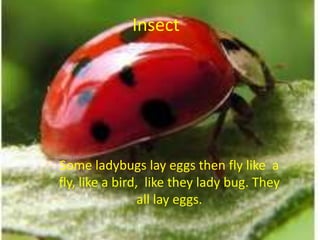 InsectSome ladybugs lay eggs then fly like  a      fly, like a bird,  like they lady bug. They    all lay eggs.                                     