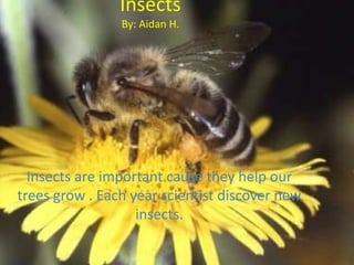 InsectsBy: Aidan H.Insects are important cause they help our  trees grow . Each year scientist discover new insects. 
