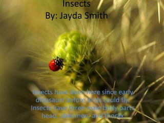 InsectsBy: Jayda SmithInsects have been here since early dinosaurs before birds could fly. Insects have three main body parts head, abdomen, and thorax