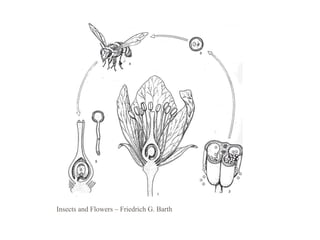 Insects and Flowers – Friedrich G. Barth 