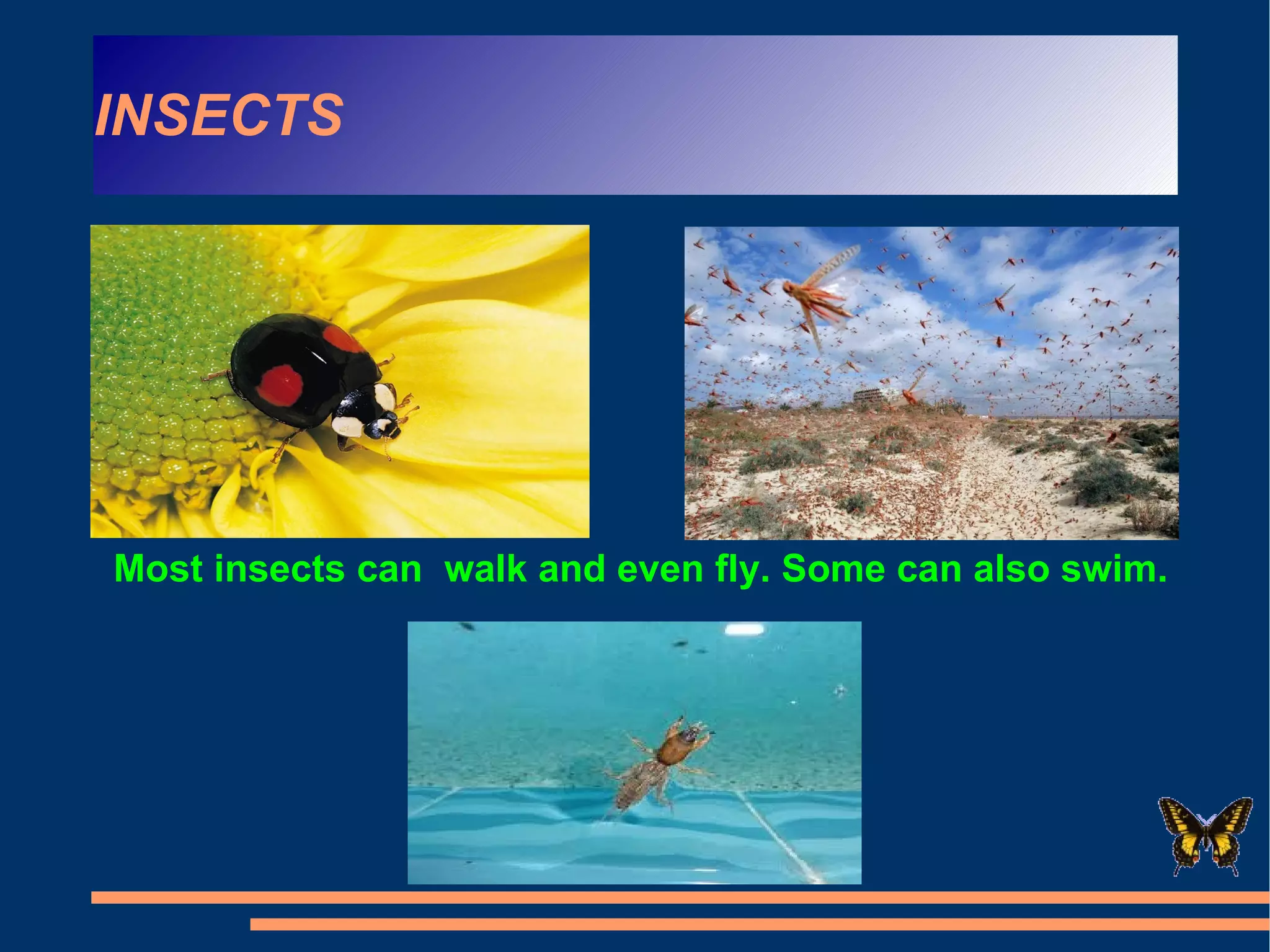 Sd1 Insects Insects grade 1 | ODP