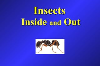 Insects   Inside  and  Out 