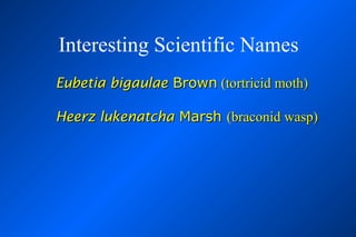 Interesting Scientific Names
Eubetia bigaulae Brown (tortricid moth)

Heerz lukenatcha Marsh (braconid wasp)
 