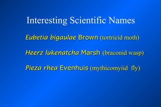 Interesting Scientific Names
Eubetia bigaulae Brown (tortricid moth)

Heerz lukenatcha Marsh (braconid wasp)

Pieza rhea Evenhuis (mythicomyiid fly)
 