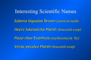 Interesting Scientific Names
Eubetia bigaulae Brown (tortricid moth)

Heerz lukenatcha Marsh (braconid wasp)

Pieza rhea Evenhuis (mythicomyiid fly)

Verae peculya Marsh (braconid wasp)
 