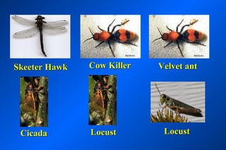 Skeeter Hawk   Cow Killer   Velvet ant




 Cicada        Locust        Locust
 