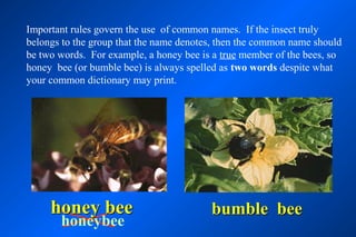 Important rules govern the use of common names. If the insect truly
belongs to the group that the name denotes, then the common name should
be two words. For example, a honey bee is a true member of the bees, so
honey bee (or bumble bee) is always spelled as two words despite what
your common dictionary may print.




     honey bee                           bumble bee
       honeybee
 