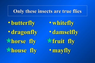 Only these insects are true flies

• butterfly       • whitefly
• dragonfly       • damselfly
• horse fly       • fruit fly
• house fly       • mayfly
 