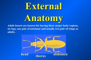 External
              Anatomy
Adult insects are known for having three major body regions,
six legs, one pair of antennae and usually two pair of wings as
adults.




           head          thorax         abdomen
 