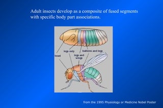 Adult insects develop as a composite of fused segments
with specific body part associations.




                          from the 1995 Physiology or Medicine Nobel Poster
 