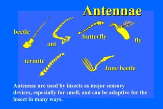 Antennae
beetle
                             butterfly
                                                    fly
              ant

    termite
                                       June beetle

Antennae are used by insects as major sensory
devices, especially for smell, and can be adaptive for the
insect in many ways.
 