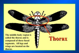 Picture of bodyparts



The middle body region is
called the thorax and is
composed of three fused             Thorax
segments. All legs and
wings are located on the
thorax.
 