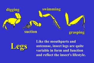 digging             swimming




          suction                      grasping

                Like the mouthparts and
  Legs          antennae, insect legs are quite
                variable in form and function
                and reflect the insect's lifestyle.
 
