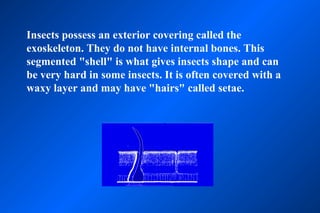 Insects possess an exterior covering called the
exoskeleton. They do not have internal bones. This
segmented "shell" is what gives insects shape and can
be very hard in some insects. It is often covered with a
waxy layer and may have "hairs" called setae.
 
