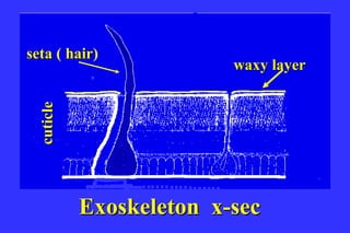 seta ( hair)
       hair
                          waxy layer
  cuticle




            Exoskeleton x-sec
 