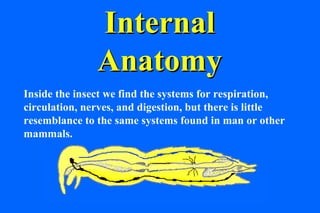 Internal
               Anatomy
Inside the insect we find the systems for respiration,
circulation, nerves, and digestion, but there is little
resemblance to the same systems found in man or other
mammals.
 