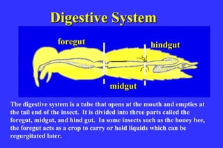 Digestive System
                foregut                          hindgut

              Digestive sys
                                   midgut

The digestive system is a tube that opens at the mouth and empties at
the tail end of the insect. It is divided into three parts called the
foregut, midgut, and hind gut. In some insects such as the honey bee,
the foregut acts as a crop to carry or hold liquids which can be
regurgitated later.
 