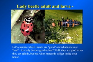 Lady beetle adult and larva -




                               good or bad?
Let's examine which insects are "good" and which ones are
"bad". Are lady beetles good or bad? Well, they are good when
they eat aphids, but bad when hundreds collect inside your
house.
 