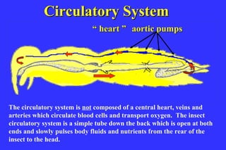 Circulatory System
                             “ heart ” aortic pumps




                              Circ system


The circulatory system is not composed of a central heart, veins and
arteries which circulate blood cells and transport oxygen. The insect
circulatory system is a simple tube down the back which is open at both
ends and slowly pulses body fluids and nutrients from the rear of the
insect to the head.
 