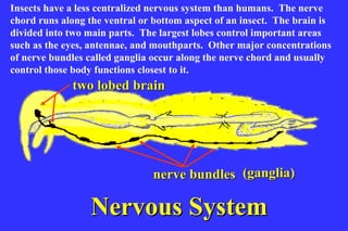 Insects have a less centralized nervous system than humans. The nerve
chord runs along the ventral or bottom aspect of an insect. The brain is
divided into two main parts. The largest lobes control important areas
such as the eyes, antennae, and mouthparts. Other major concentrations
of nerve bundles called ganglia occur along the nerve chord and usually
control those body functions closest to it.
             two lobed brain
                           Nervous system



                                nerve bundles (ganglia)

                  Nervous System
 