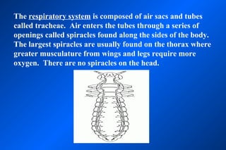 The respiratory system is composed of air sacs and tubes
called tracheae. Air enters the tubes through a series of
openings called spiracles found along the sides of the body.
The largest spiracles are usually found on the thorax where
greater musculature from wings and legs require more
oxygen. There are no spiracles on the head.
 