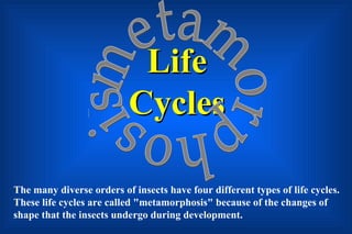 Life
                          Cycles

The many diverse orders of insects have four different types of life cycles.
These life cycles are called "metamorphosis" because of the changes of
shape that the insects undergo during development.
 