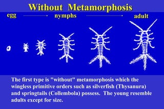 Without Metamorphosis
egg               nymphs                         adult




                       Without meta



 The first type is "without" metamorphosis which the
 wingless primitive orders such as silverfish (Thysanura)
 and springtails (Collembola) possess. The young resemble
 adults except for size.
 