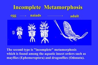 Incomplete Metamorphosis
  egg           naiads                     adult



                         Incomplete meta



The second type is "incomplete" metamorphosis
which is found among the aquatic insect orders such as
mayflies (Ephemeroptera) and dragonflies (Odonata).
 