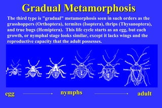Gradual Metamorphosis
The third type is "gradual" metamorphosis seen in such orders as the
grasshoppers (Orthoptera), termites (Isoptera), thrips (Thysanoptera),
and true bugs (Hemiptera). This life cycle starts as an egg, but each
growth, or nymphal stage looks similar, except it lacks wings and the
reproductive capacity that the adult possesses.
                             Gradual meta




egg                      nymphs                                adult
 