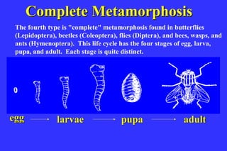 Complete Metamorphosis
 The fourth type is "complete" metamorphosis found in butterflies
 (Lepidoptera), beetles (Coleoptera), flies (Diptera), and bees, wasps, and
 ants (Hymenoptera). This life cycle has the four stages of egg, larva,
 pupa, and adult. Each stage is quite distinct.




egg            larvae                 pupa                   adult
 