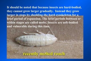 It should be noted that because insects are hard-bodied,
they cannot grow larger gradually. Instead they grow
larger in steps by shedding the hard exoskeleton for a
brief period of expansion. The brief periods between or
within stages are called molts. Insects are soft-bodied
and vulnerable during this time.




            recently molted roach
 