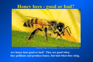 Honey bees - good or bad?




                     Jim Kalish Dept. of Entomology, University of Nebraska-Lincoln

Are honey bees good or bad? They are good when
they pollinate and produce honey, but bad when they sting.
 
