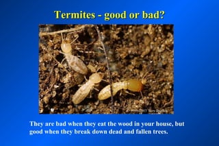Termites - good or bad?




                                 © 1998-2003 Troy Bartlett


They are bad when they eat the wood in your house, but
good when they break down dead and fallen trees.
 