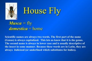 House Fly
   Musca = fly
   domestica = home
Scientific names are always two words. The first part of the name
(Genus) is always capitalized. This lets us know that it is the genus.
The second name is always in lower case and is usually descriptive of
the insect in some manner. Because these words are in Latin, they are
always italicized (or underlined which substitutes for italics).
 