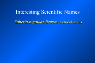 Interesting Scientific Names
Eubetia bigaulae Brown (tortricid moth)
 