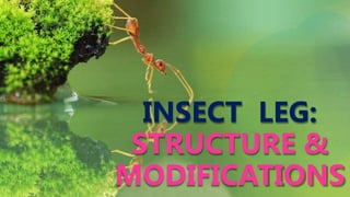 INSECT LEG:
STRUCTURE &
MODIFICATIONS
 