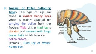 8. Foragial or Pollen Collecting
12
This type of legs are
bees
Type:-
found in
which is
worker honey
mainly
carrying the pollen from
adapted for
the
flowers. Tibia of the hind leg is
dialated and covered with longs
dense hairs which forms a
pollen basket.
Example:- Hind
Honey Bee.
leg of Woker
 