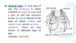 10. Sticking Type:- In such type of
legs the pretarsus is highly
modified in a pair of claws and
a pair of pad like structure
known as pulvilli (found at the
base of claws). Hollow and
tubular hairs secrets a sticky
14
These are also
Adhesive type of
substance.
known as
legs.
Example:- House fly.
 