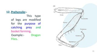 12. Prehensile:-
This
16
type
of legs are modified
for the
catching
purpose of
prey and
basket forming.
Dragon
Example:-
Flies.
 