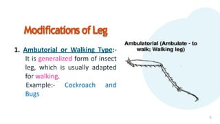 ModificationsofLeg
1. Ambutorial or Walking Type:-
It is generalized form of insect
leg, which is usually adapted
for walking.
Example:- Cockroach and
Bugs
5
 