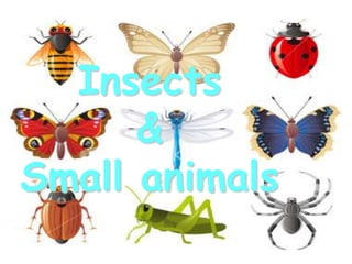 Insects
&
Small animals
 