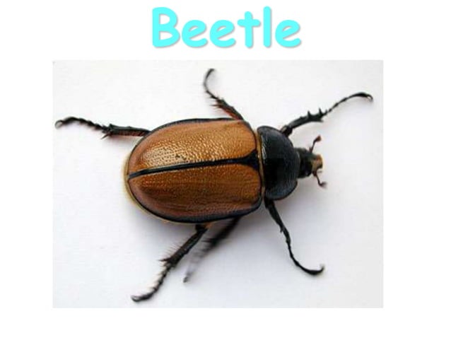 Insects and animals | PDF