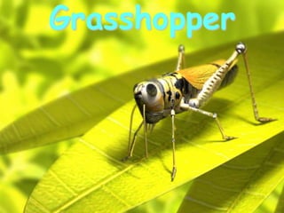 Grasshopper