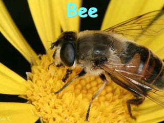 Bee