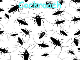 Cockroach