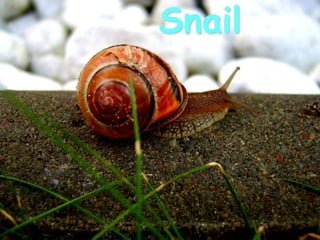 Snail