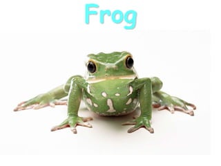Frog